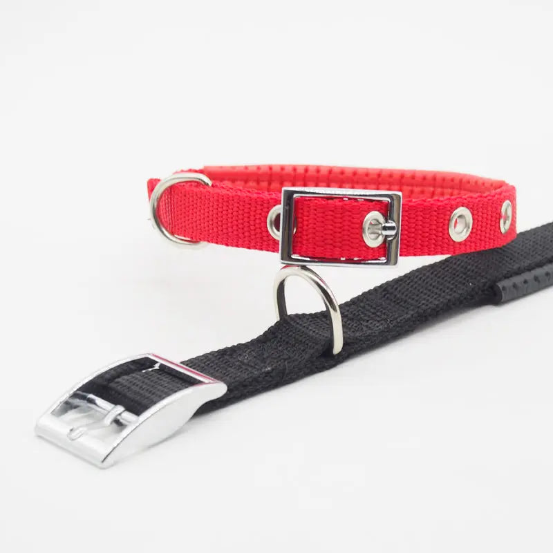 Medium and Large Dog Collars cJ